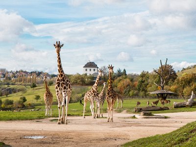 프라하 동물원 (졸로기츠카 자흐라다 흘라브니호 므녜스타 프라히)
